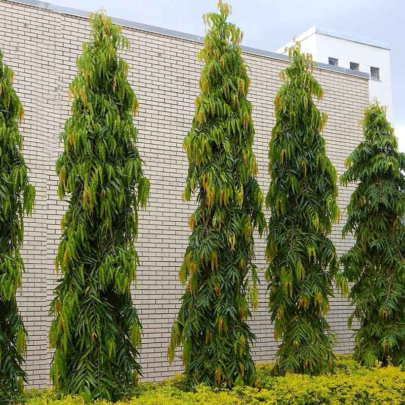 Pohon Glodogan Tiang